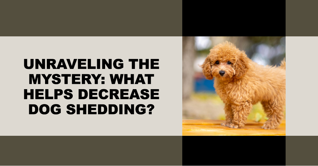 Unraveling the Mystery: What Helps Decrease Dog Shedding?