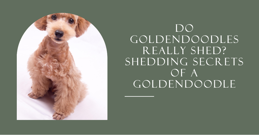 Do Goldendoodles Really Shed? Shedding Secrets of a Goldendoodle