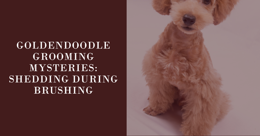 Goldendoodle Grooming Mysteries: Shedding during Brushing