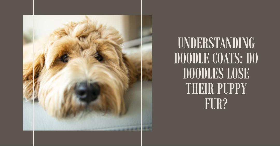 Understanding Doodle Coats: Do Doodles Lose Their Puppy Fur?