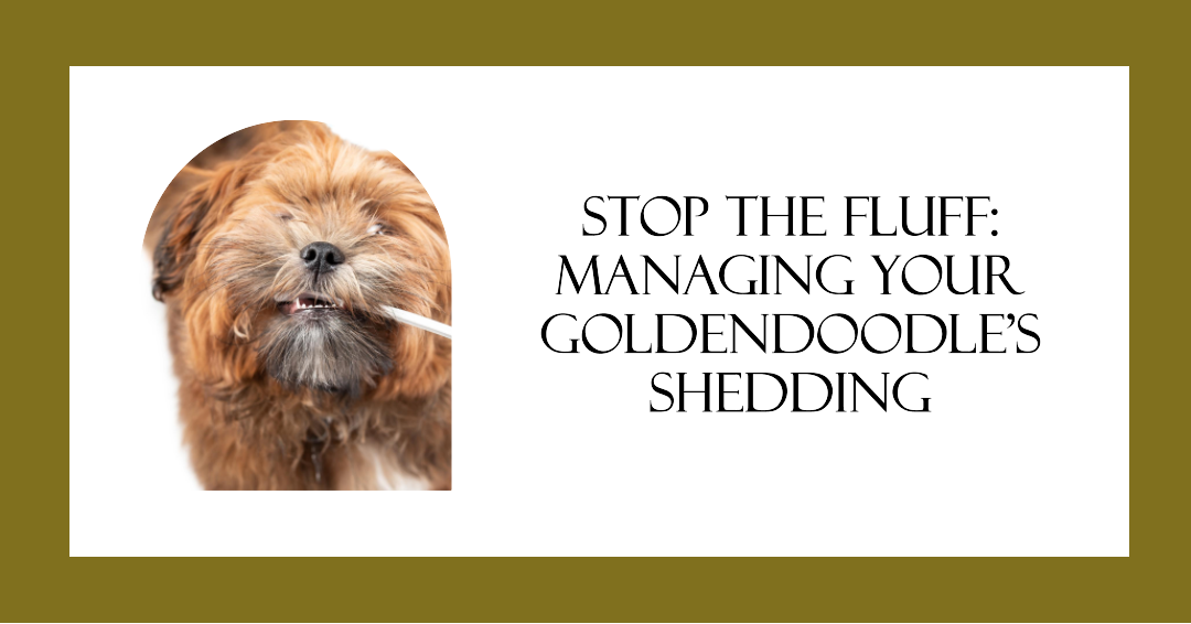 Stop The Fluff: Managing Your Goldendoodle’s Shedding