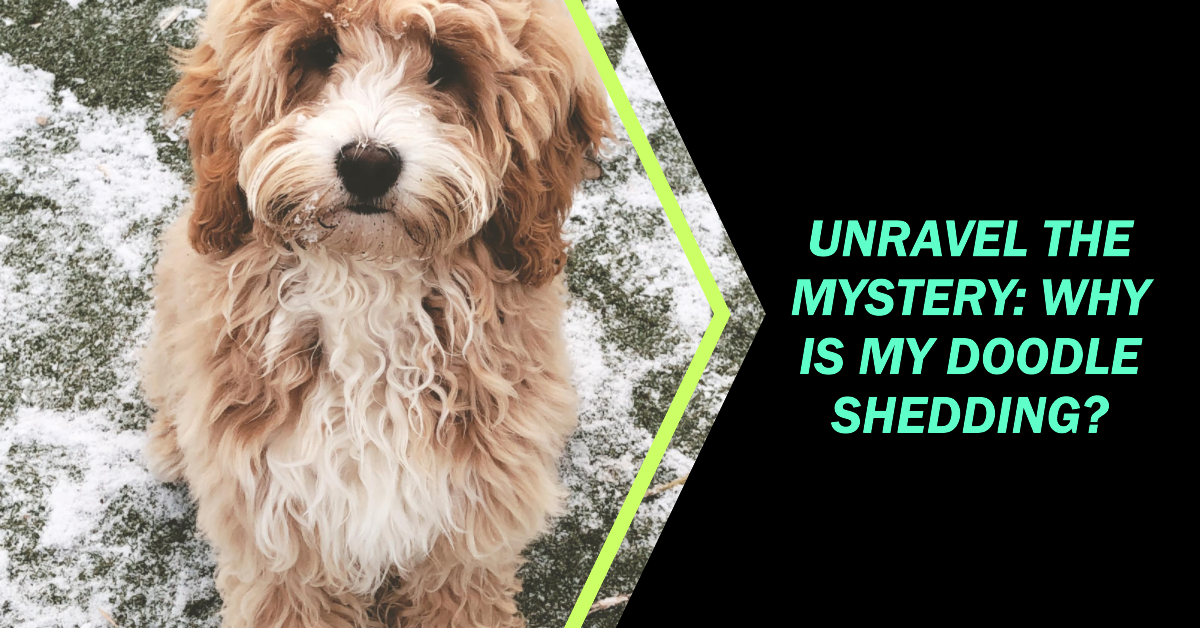 Unravel the Mystery: “Why Is My Doodle Shedding?