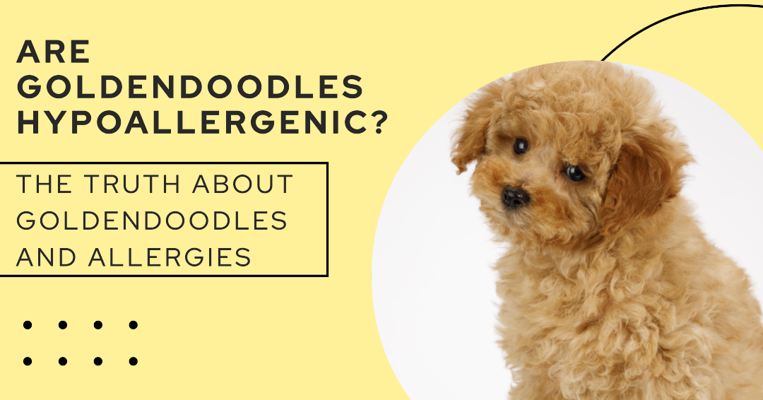 The Hypoallergenic Puzzle: Are Goldendoodles Hypoallergenic?