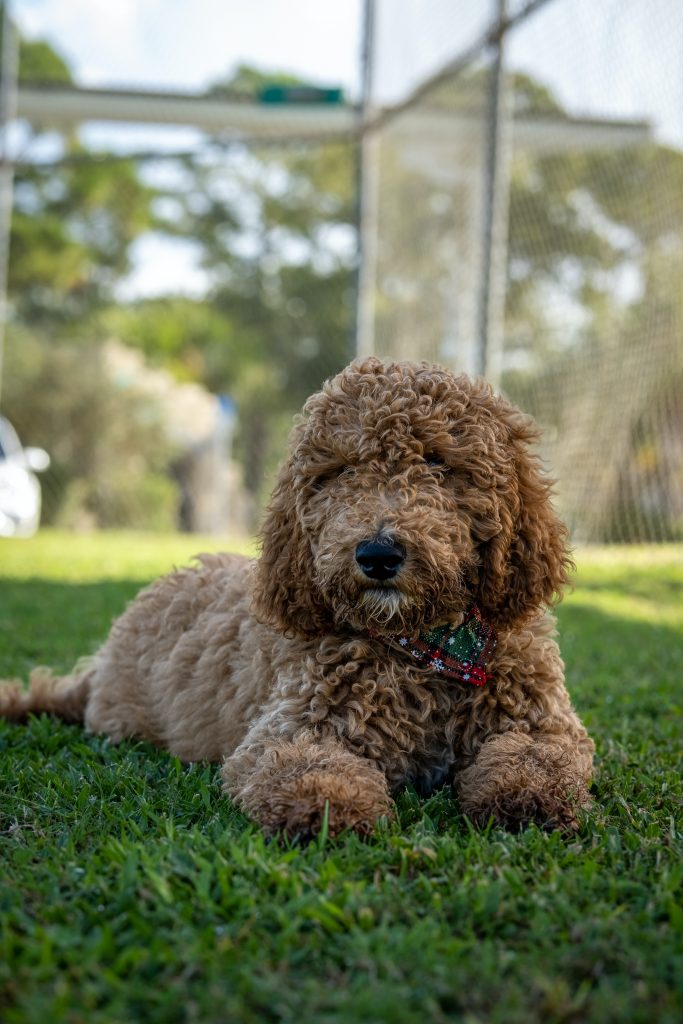 are mini goldendoodles good dogs