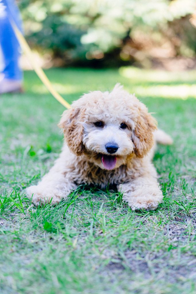 how much do goldendoodle puppies cost