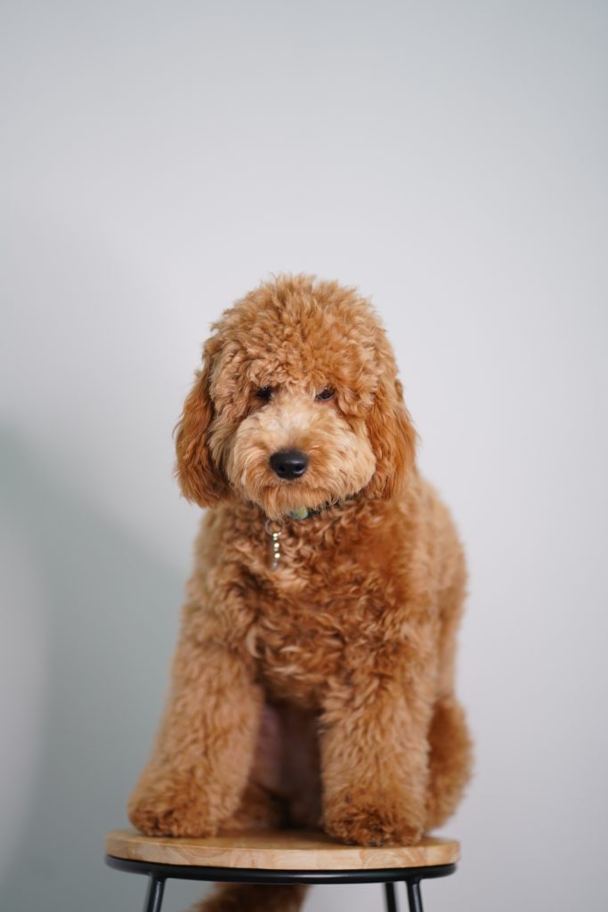 This image shows a cute goldendoodle dog breed.
