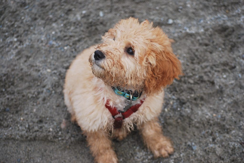how much do goldendoodle puppies cost