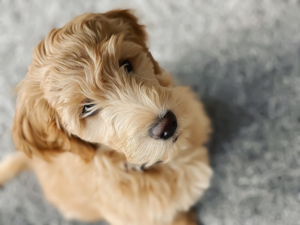 This image shows a cute goldendoodle dog breed.