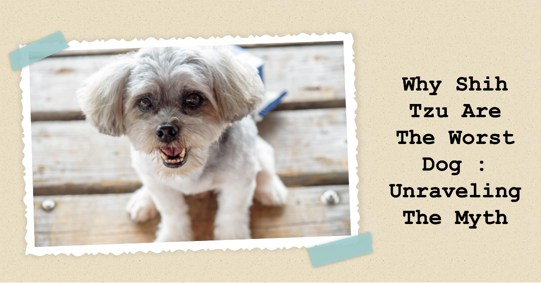 Why Shih Tzu Are The Worst Dog : Unraveling The Myth
