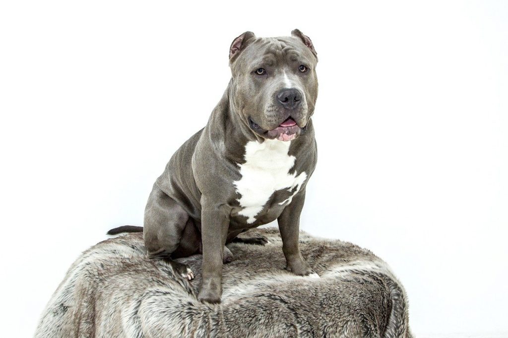 This image shows a cute pit bull dog breed.