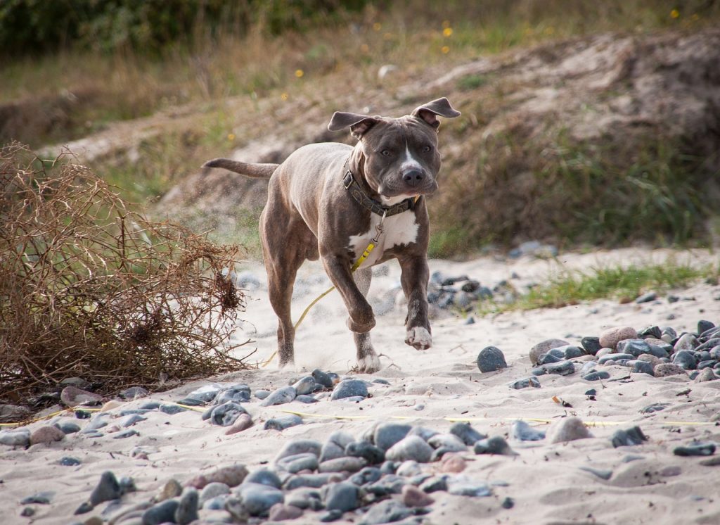 how fast can a pitbull run