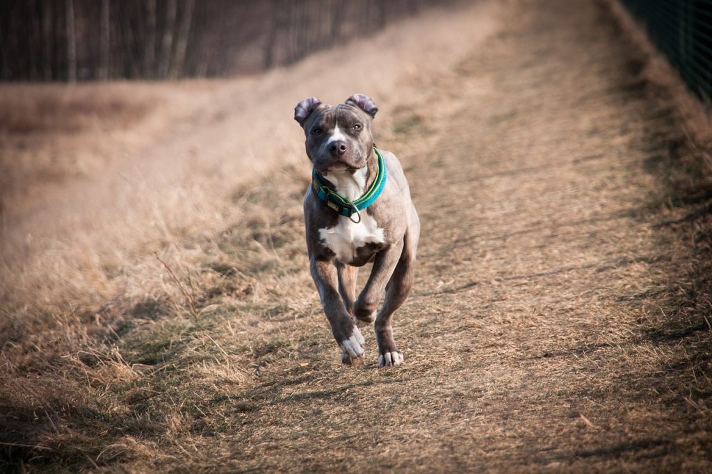 how fast can a pitbull run