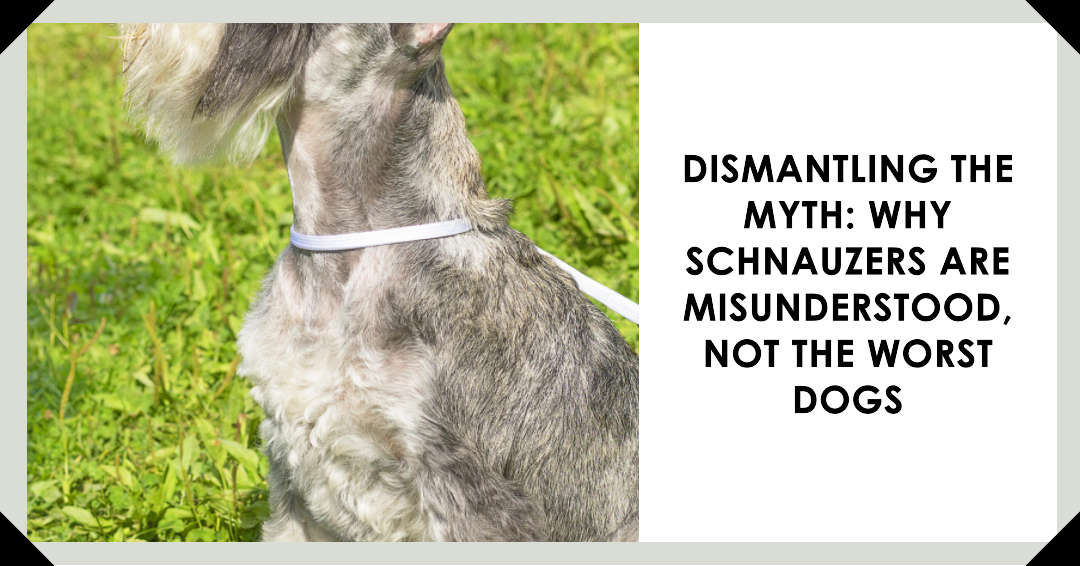 Why Schnauzers Are Misunderstood, Not The Worst Dogs