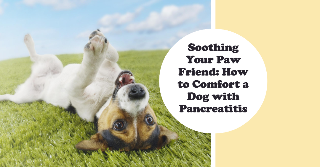 Soothing Your Paw Friend: How to Comfort a Dog with Pancreatitis