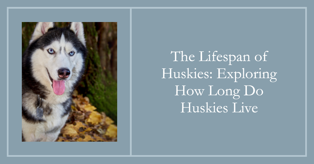 The Lifespan of Huskies: Exploring How Long Do Huskies Live