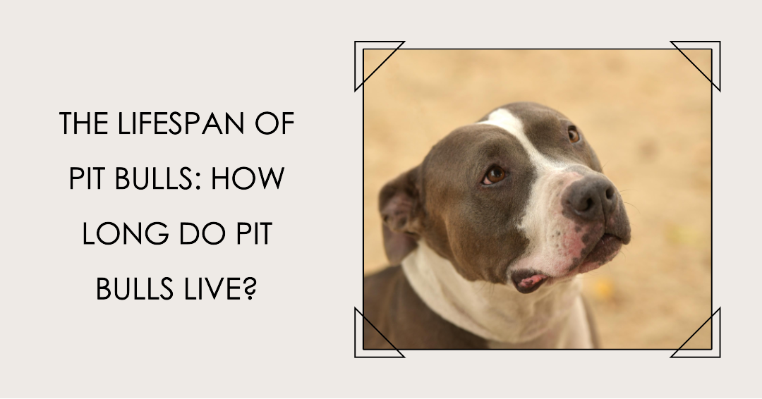 The Lifespan of Pit Bulls: How Long Do Pit Bulls Live?