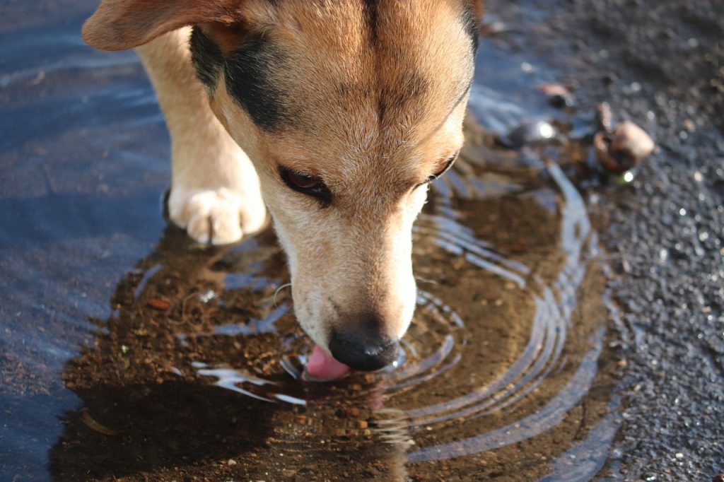 This shows a dog drinking water.