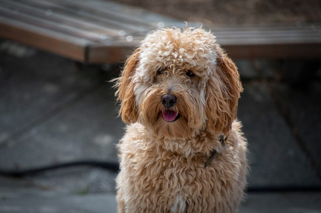 How human is your dogs name. This shows a cute labradoodle dog.