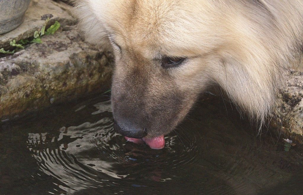 This shows a dog drinking water.