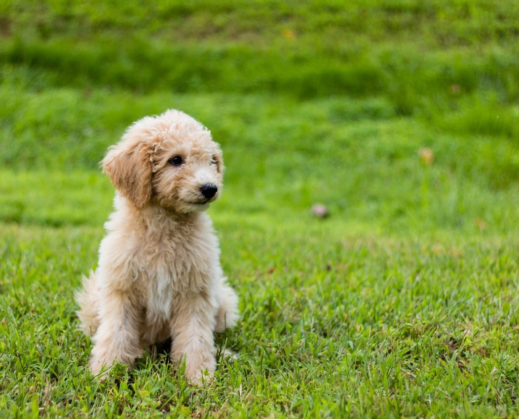 when do goldendoodles stop growing
