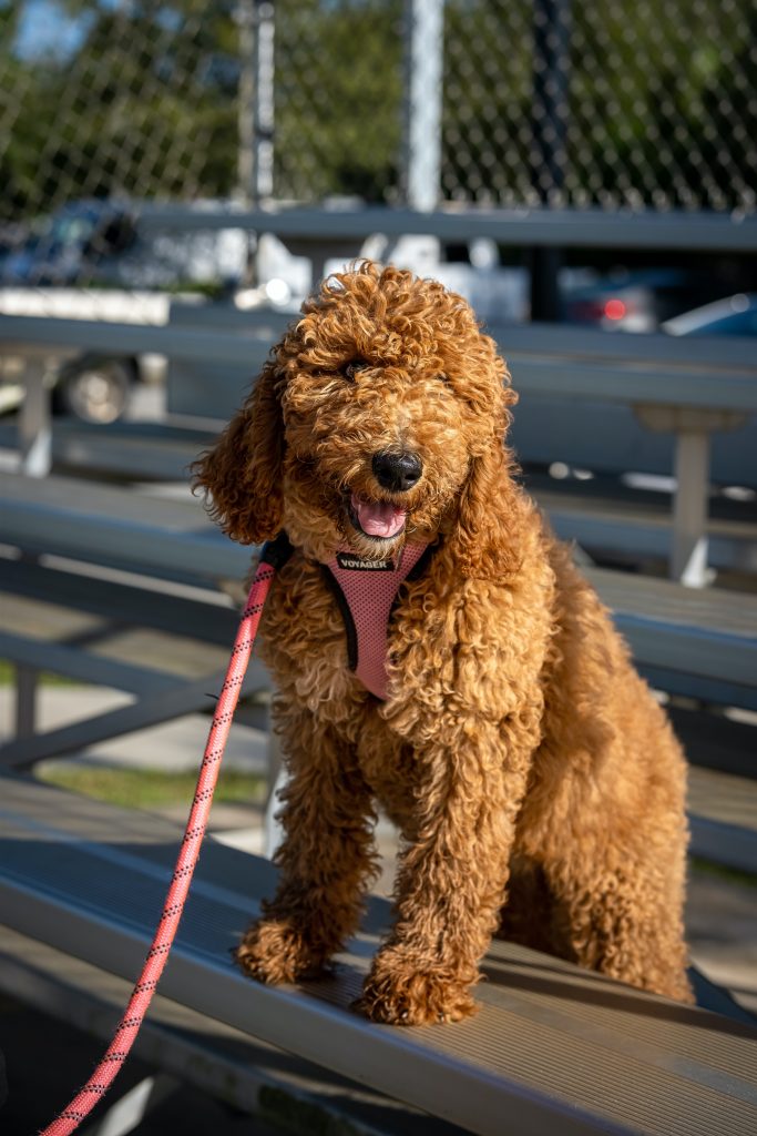 how much are goldendoodles worth