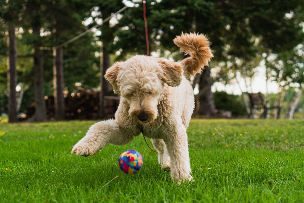 what is the lifespan of a goldendoodle