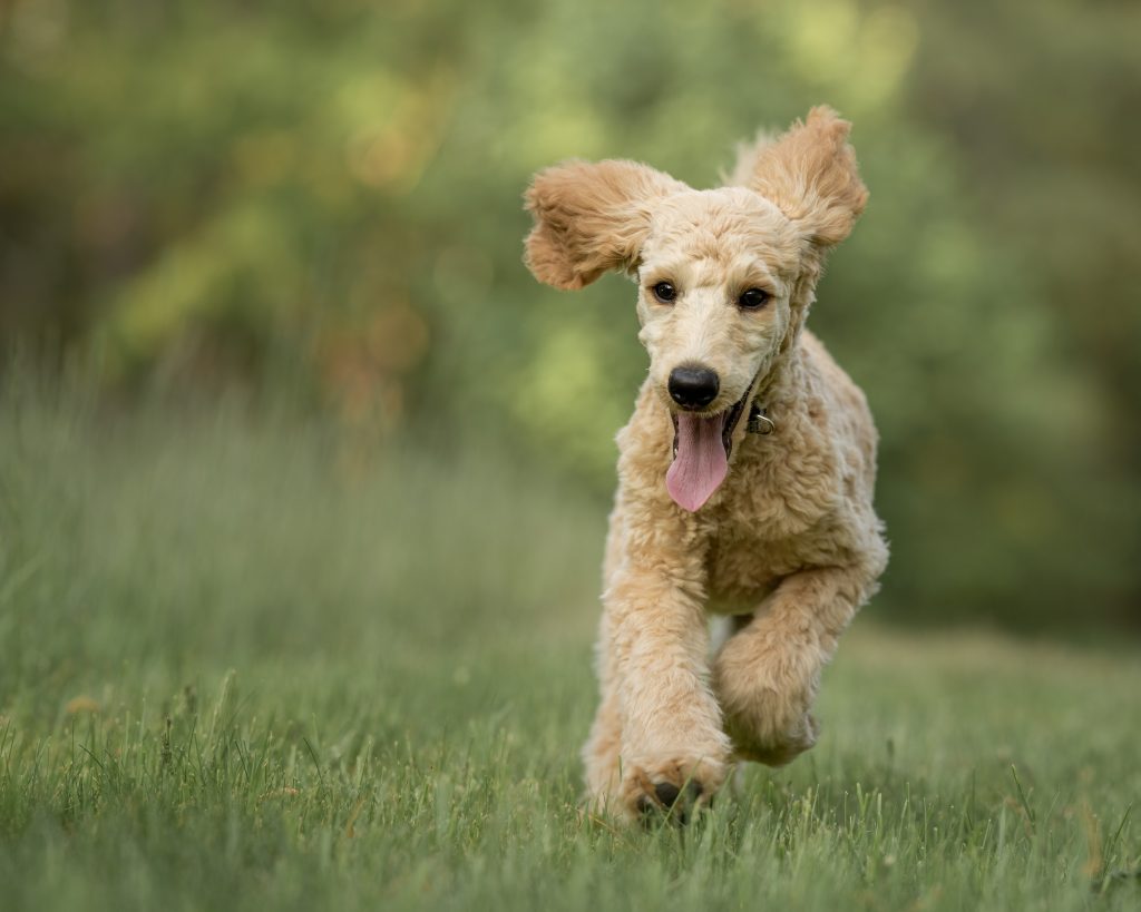 what is the lifespan of a goldendoodle