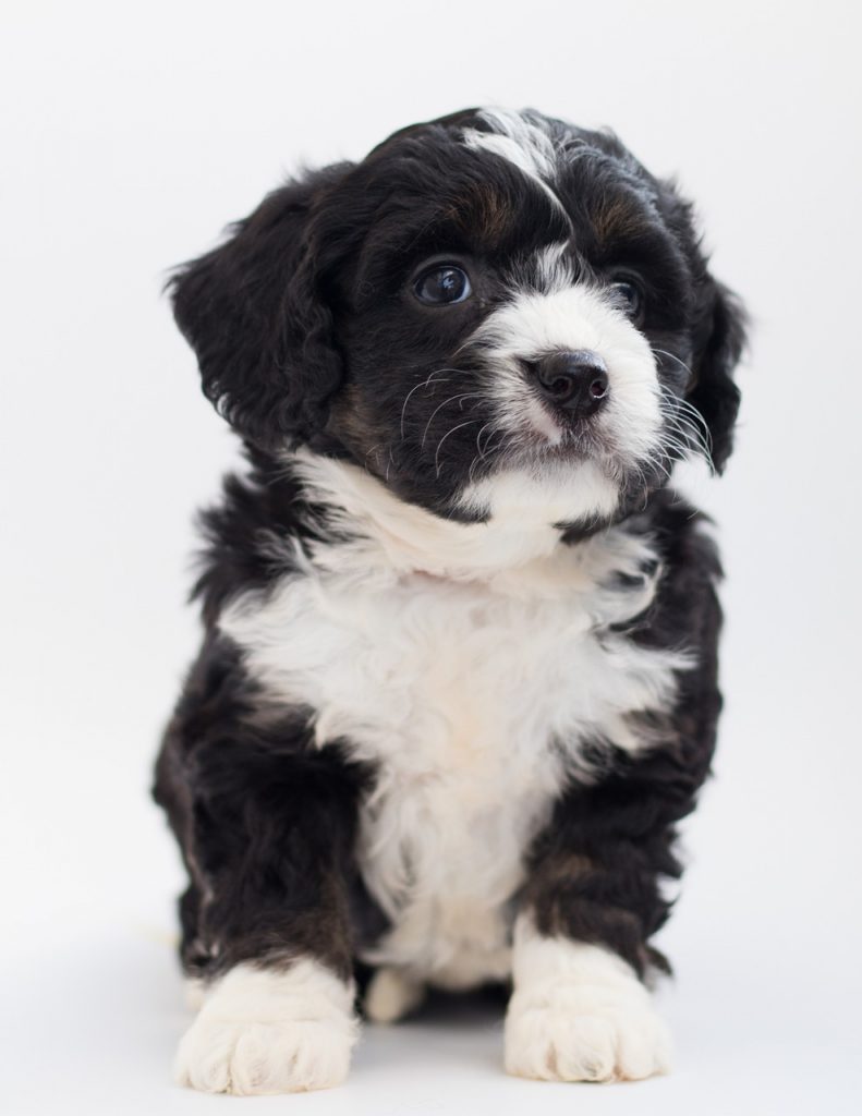 how much do bernedoodles cost