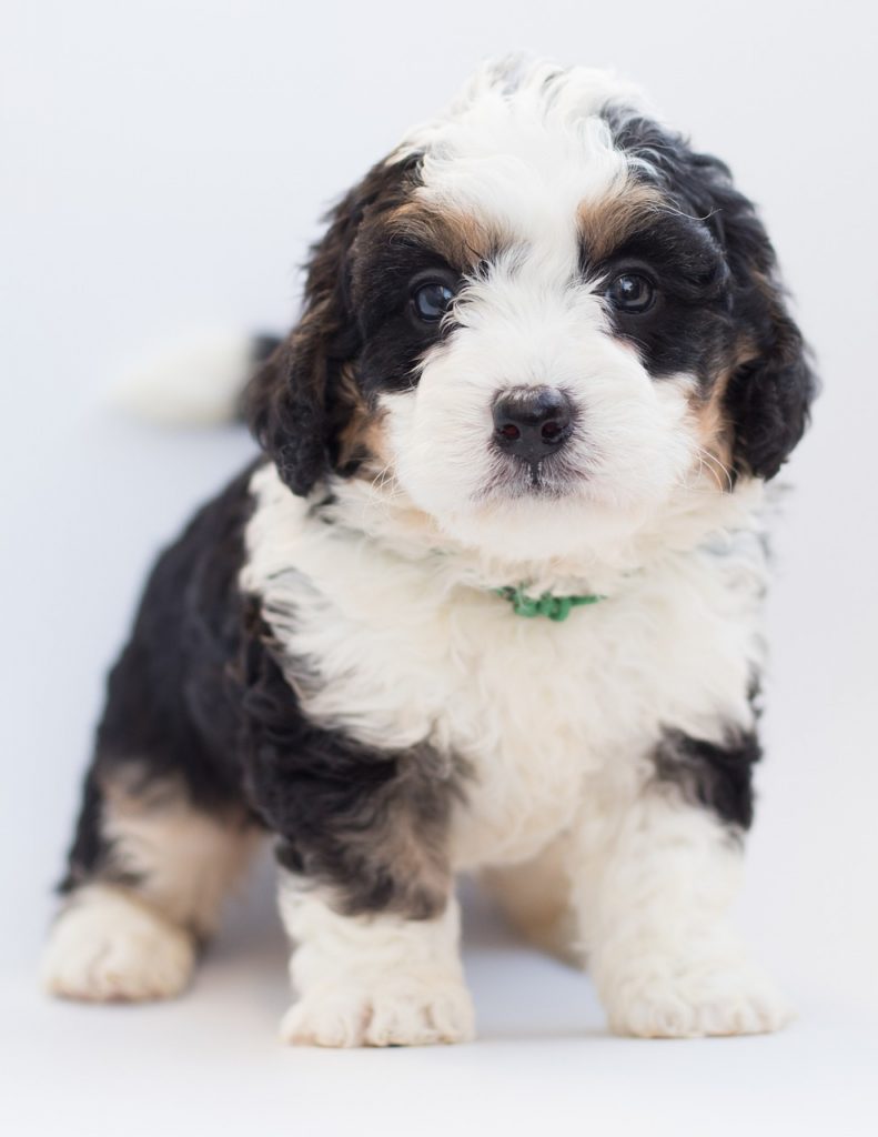 how much is a bernedoodle