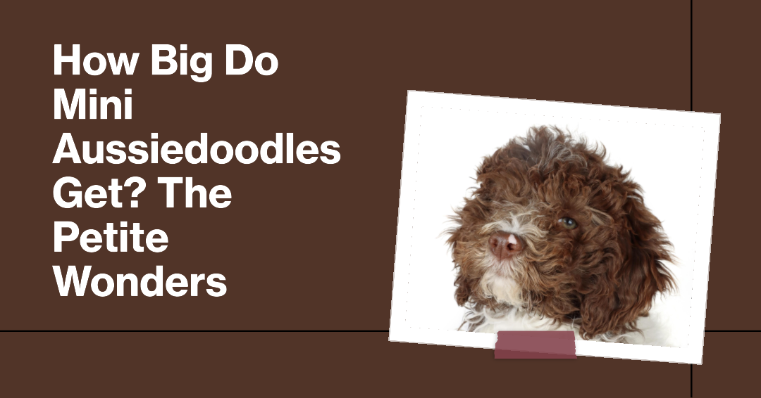 How Big Do Mini Aussiedoodles Get? The Petite Wonders