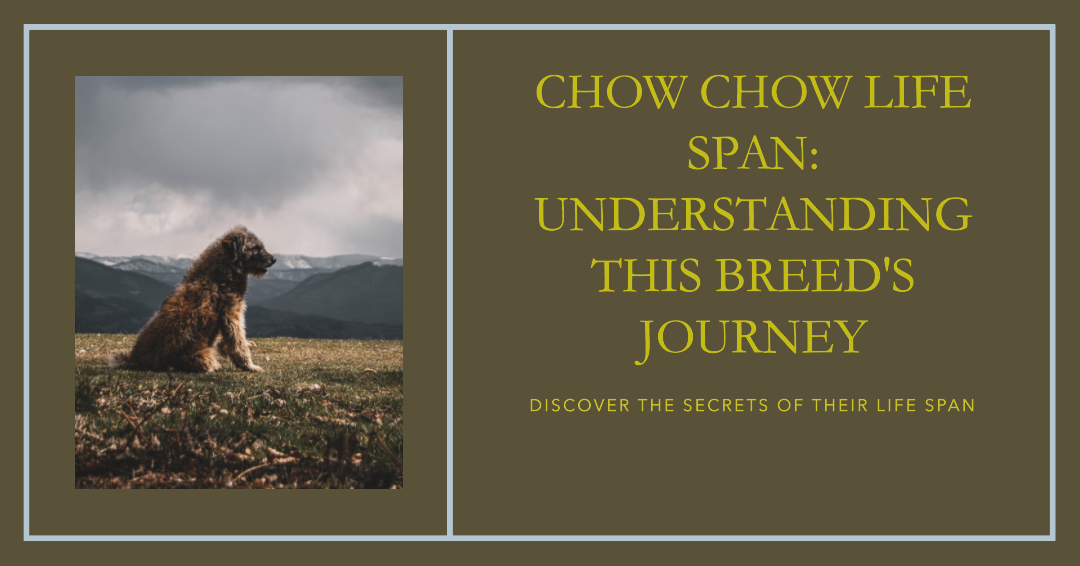 Chow Chow Life Span: Understanding This Breed’s Journey