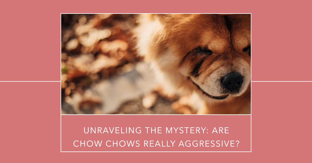 Are Chow Chows Aggressive? Unraveling the Mystery