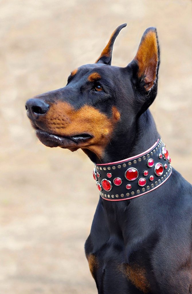how tight should a dog collar be
