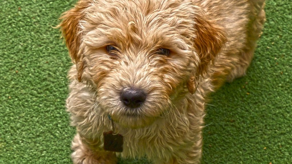 how much is a goldendoodle puppy
