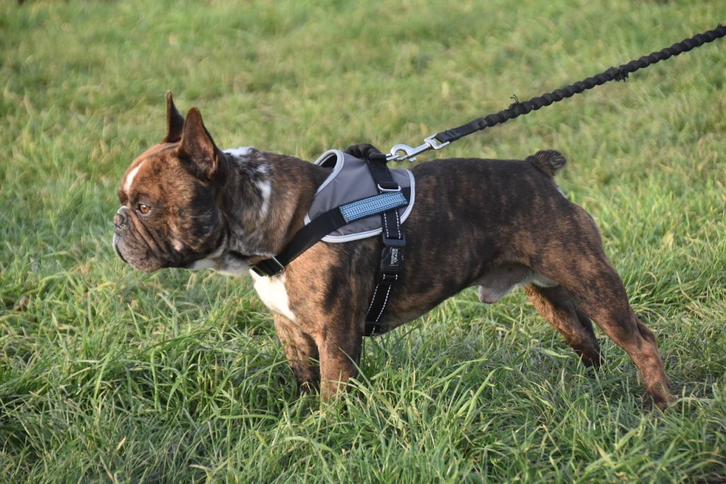 how to measure for dog harness