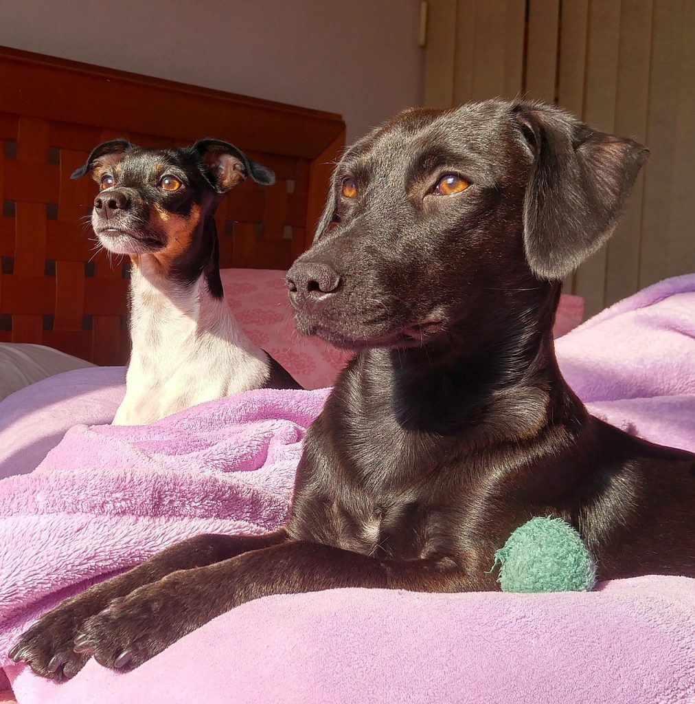 why do dogs like sunbathing