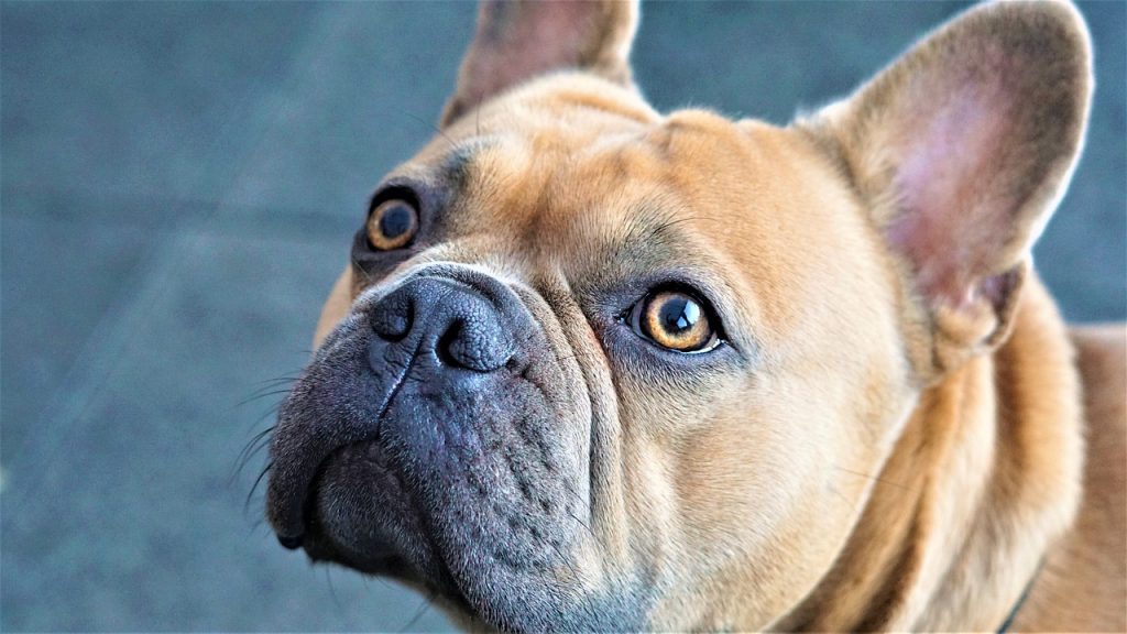 how to potty train a french bulldog