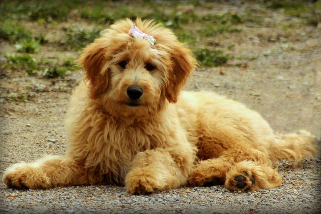 what does an f1b goldendoodle look like