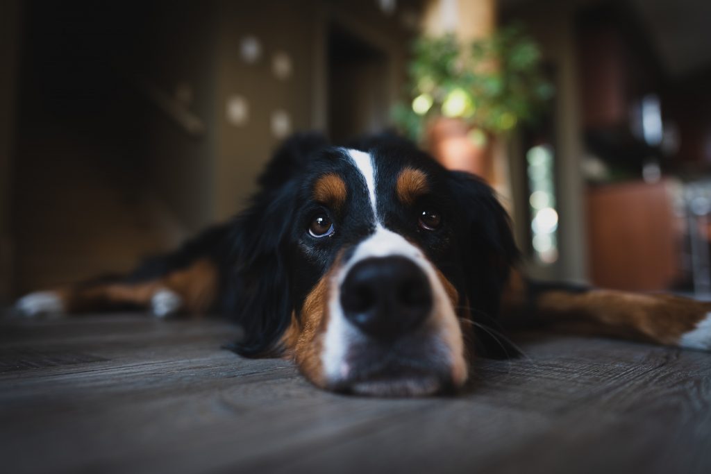 how much do bernese mountain dogs cost