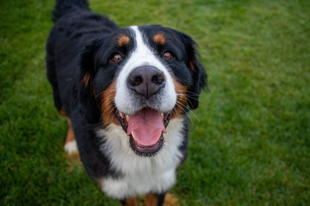 how much do bernese mountain dogs cost