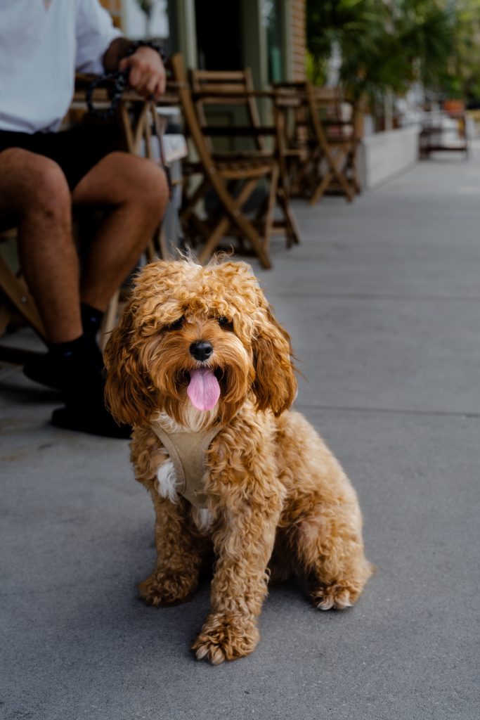 how much does a cavapoo cost