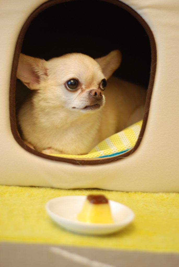 how smart are chihuahuas