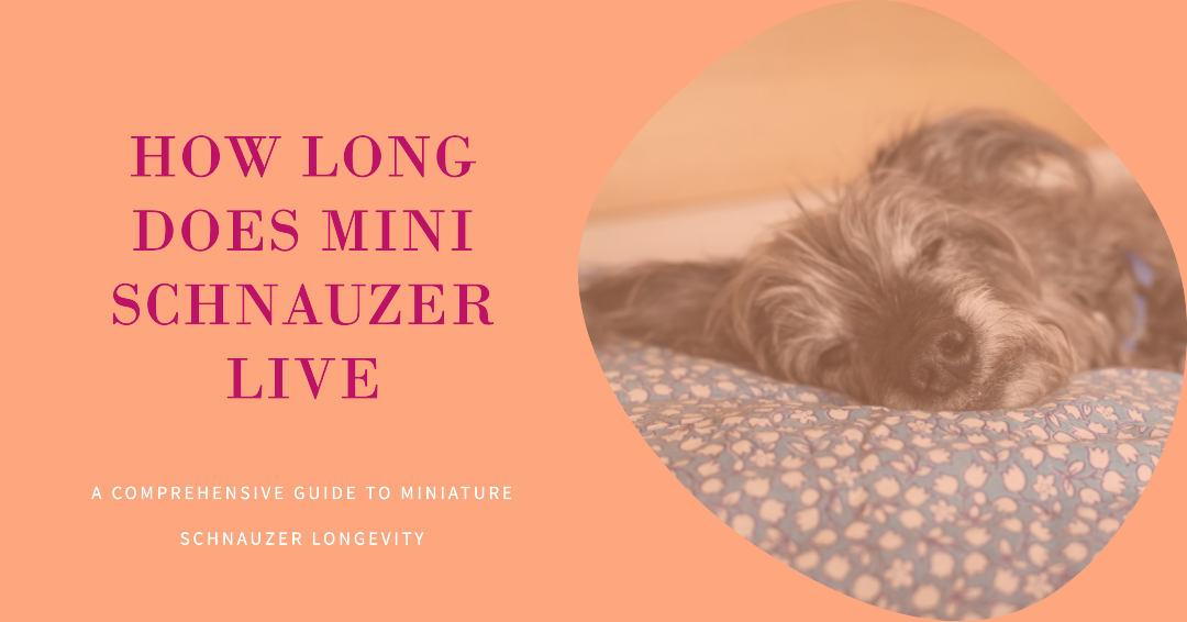 How Long Does Mini Schnauzer Live? An In-depth Look