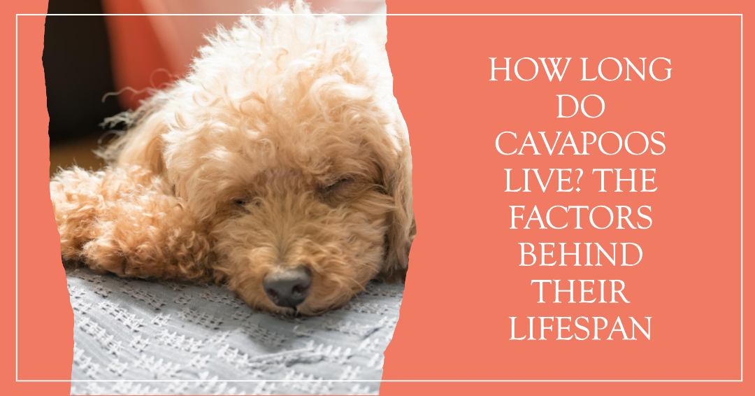 How Long Do Cavapoos Live? The Factors Behind Their Lifespan