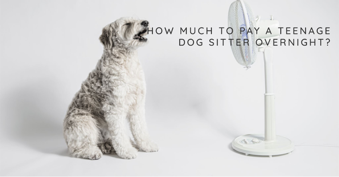 How Much To Pay A Teenage Dog Sitter Overnight?