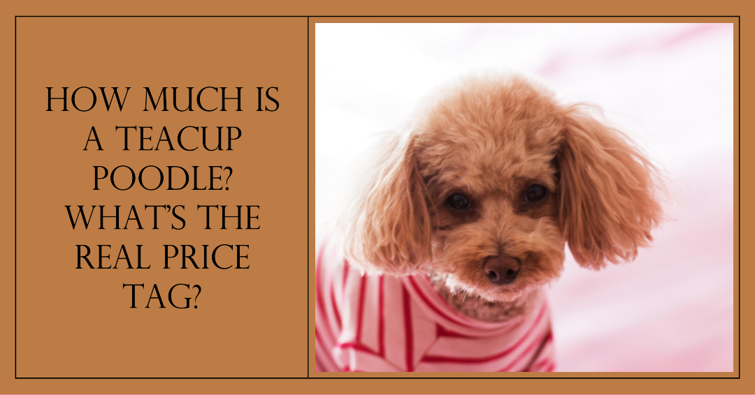 How Much Is A Teacup Poodle? What’s the Real Price Tag?