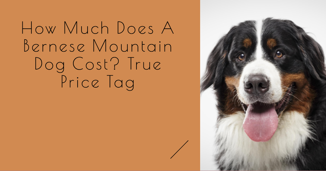 How Much Does A Bernese Mountain Dog Cost? True Price Tag