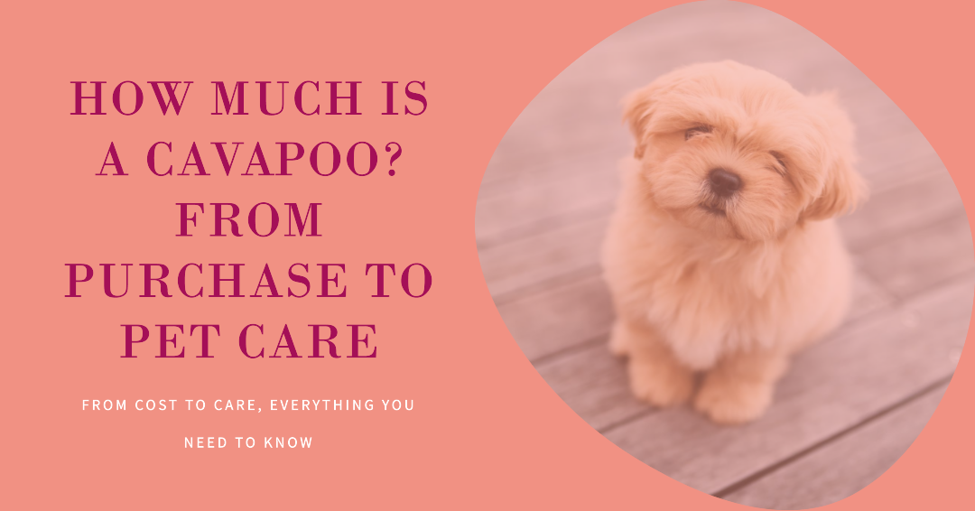 How Much Is A Cavapoo? From Purchase to Pet Care
