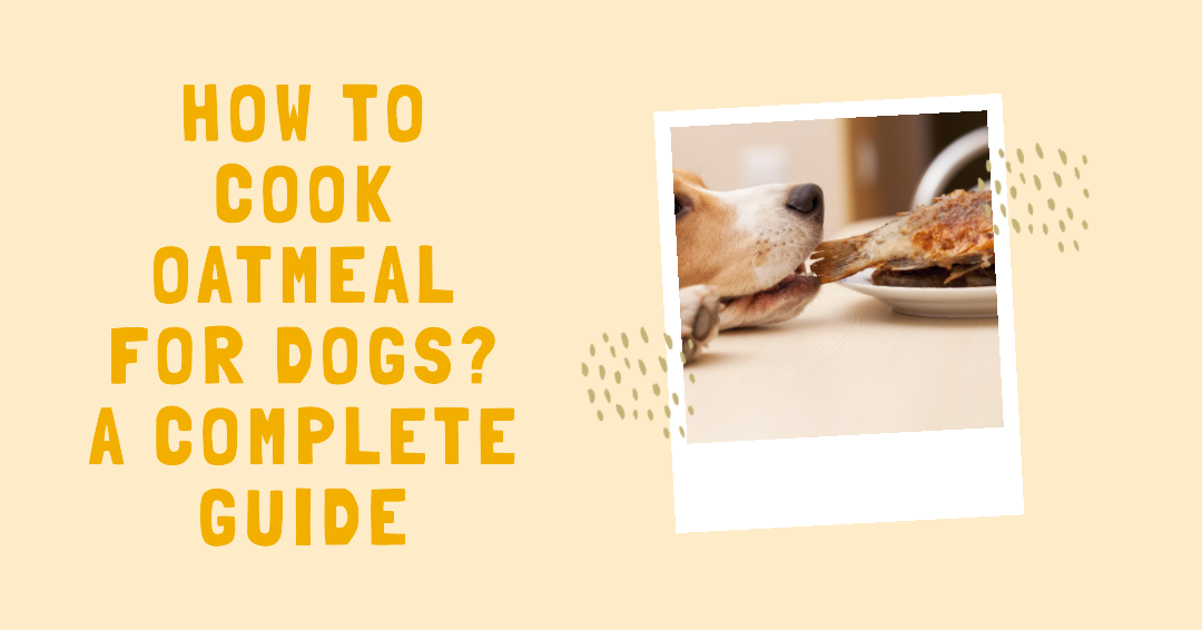 How To Cook Oatmeal For Dogs? A Complete Guide