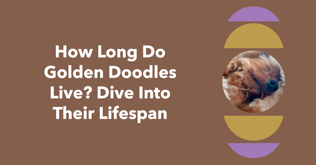How Long Do Golden Doodles Live? Dive Into Their Lifespan